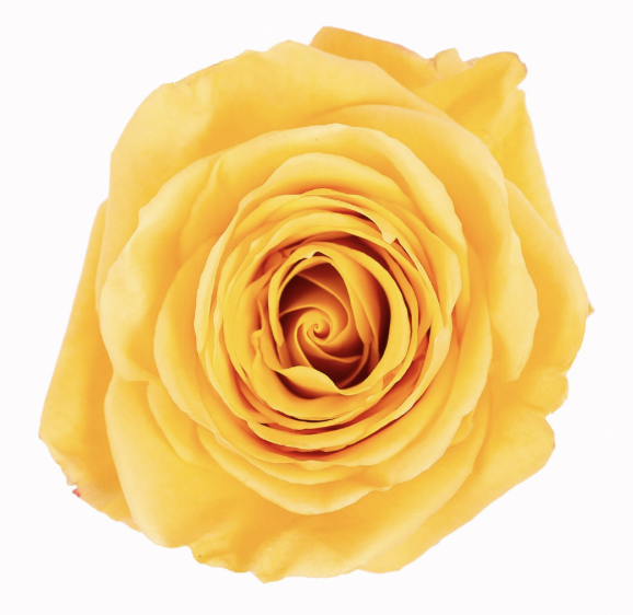 ROSE BUMBLEBEE - 60 CM